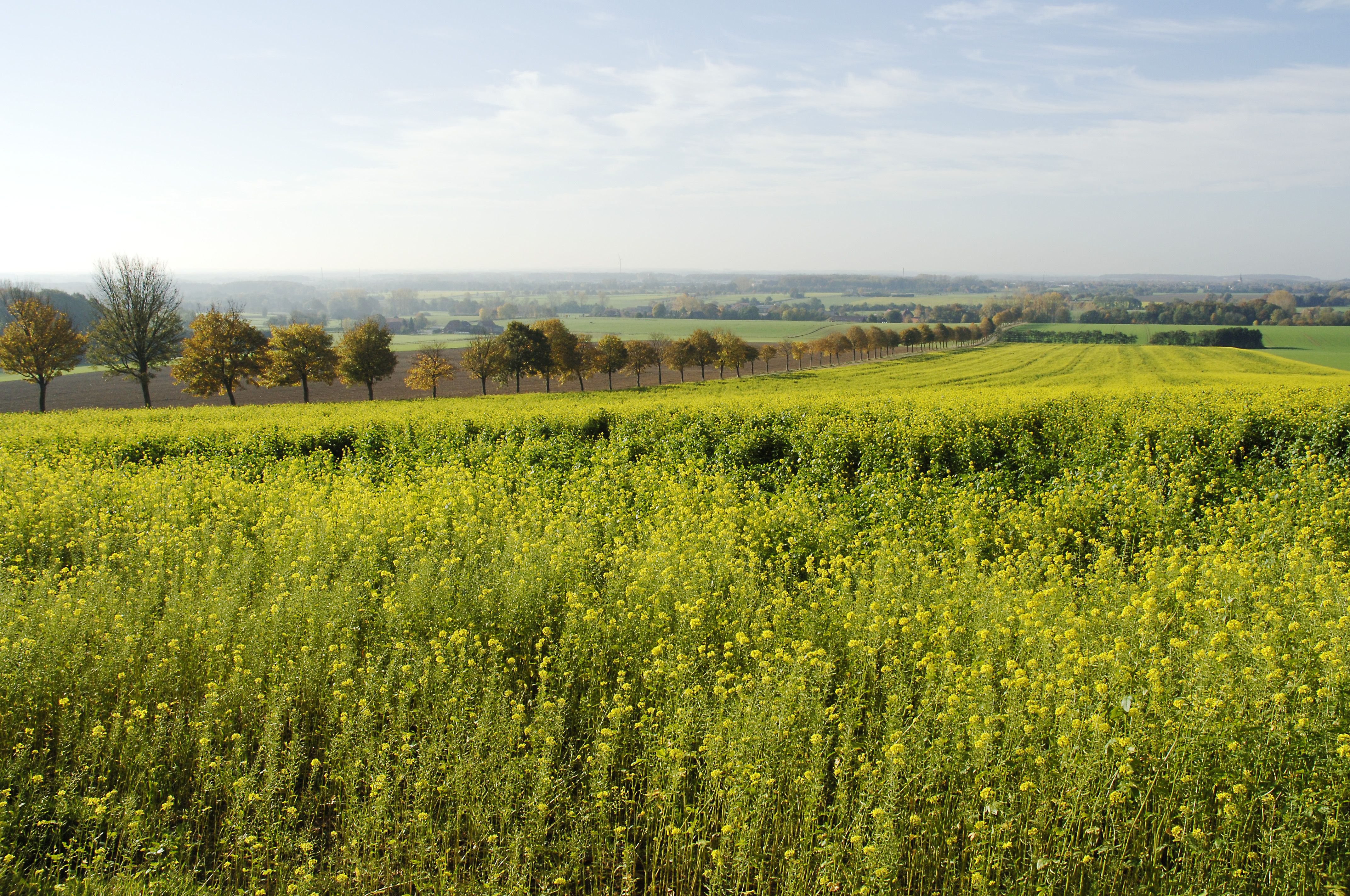 (c) Fdp-muensterland.de