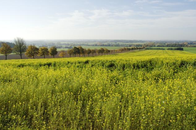 FDP Münsterland